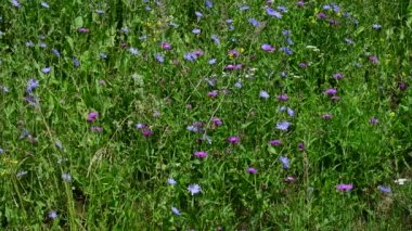 Çiçekli hindiba ve pembe devedikeni olan vahşi çayır.
