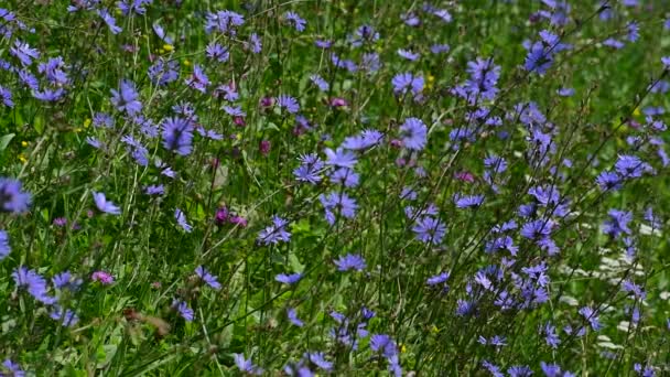 Prairie sauvage avec la chicorée et les herbes en fleurs — Video