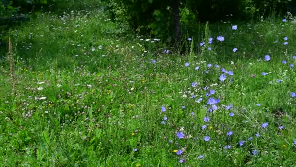 Vild äng med blommande cikoria, klöver och örter. Ryssland — Stockvideo