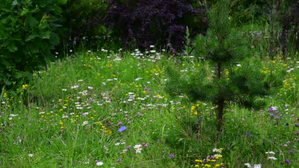 Fragment av skogskanten med blommande olika örter. Ryssland — Stockvideo