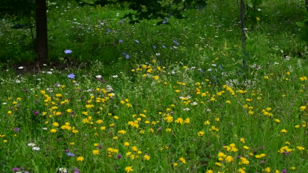 Fragmento da borda da floresta com plantas diferentes florescendo. Rússia — Vídeo de Stock