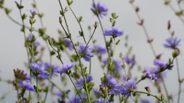 A chicória florescente oscila no vento forte — Vídeo de Stock