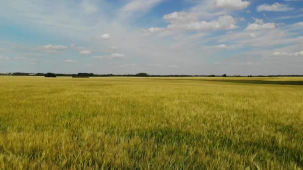 Avançando sobre um campo de centeio maduro, Rússia — Vídeo de Stock