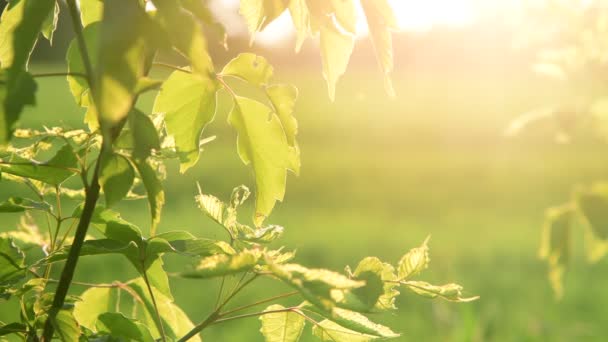 Klonowe gałęzie liści jesionu w promieniach zachodu słońca — Wideo stockowe