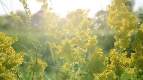 Stupro giallo in fiore Nei raggi del sole che tramonta — Video Stock