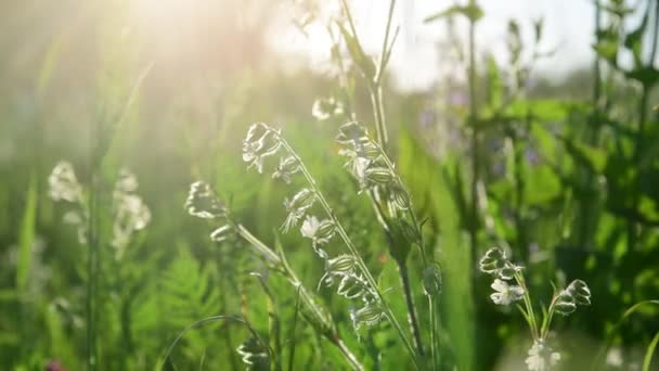 Hierba del prado y Saponaria al atardecer. Naturaleza de Rusia — Vídeos de Stock