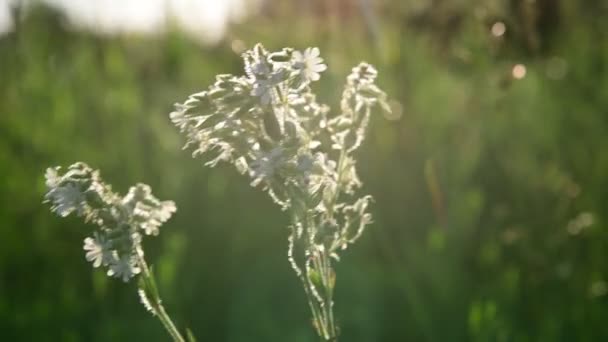 Grama de prado e Saponaria ao pôr-do-sol. Natureza da Rússia — Vídeo de Stock