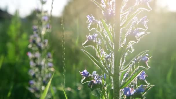 Blauwe weide bloem close-up bij zonsondergang licht, Rusland — Stockvideo