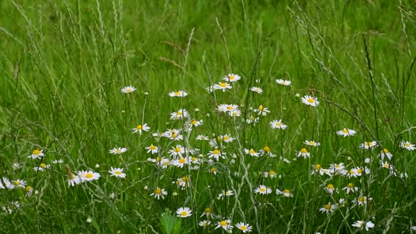 Wild daisies with white petals grow in the meadow — Stock Video