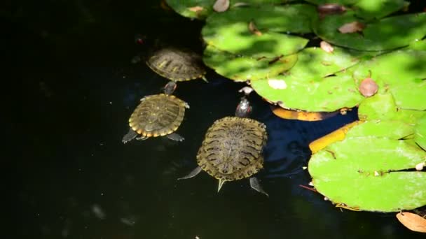 El estanque de lirios con tortugas de agua — Vídeo de stock