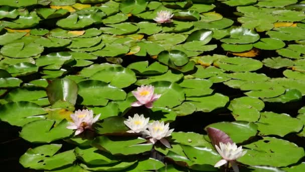 Het oppervlak van een vijver begroeid met bloeiende roze waterlelies — Stockvideo