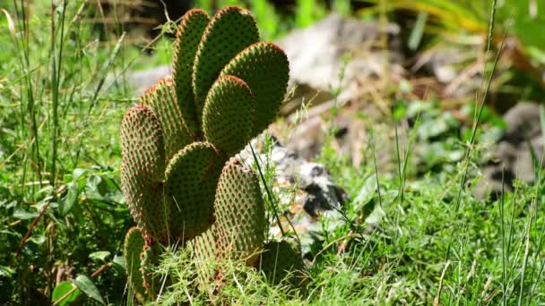 Mooie jonge stekelige peer cactus buiten — Stockvideo