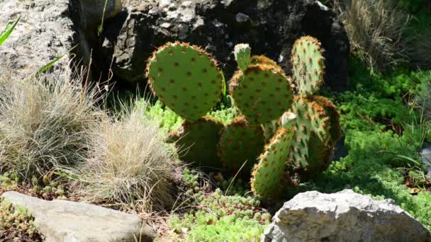 Krásný mladý pichlavý hruškový kaktus venku — Stock video