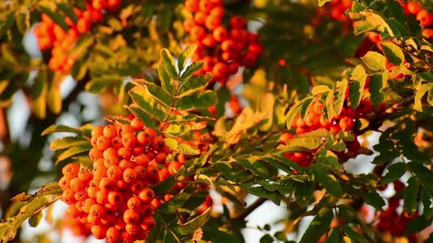 Las bayas maduran Rowan en la rama en otoño — Vídeo de stock