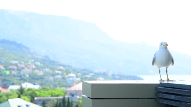 Mouette adulte noire et blanche sur la balustrade du balcon — Video