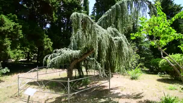 Atlas Kırım 'da ağlayan sedir ağacı — Stok video