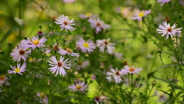 Lilac Astra perawan mekar di tempat tidur bunga di taman — Stok Video