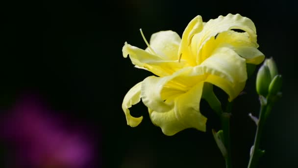 Gele daglelie bloem in een bloembed — Stockvideo