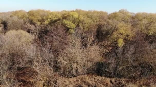 De rand van een herfstbos zonder bladeren. Gemaakt van een drone. Rusland — Stockvideo