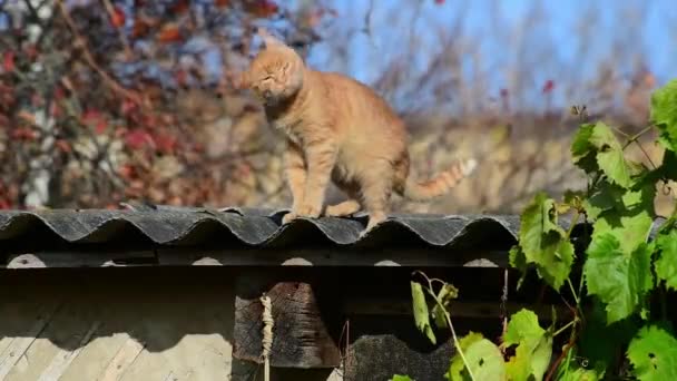 銀猫が首を振り納屋の屋根の上に立つ — ストック動画