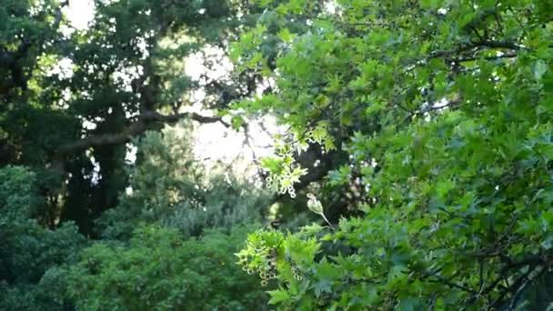 Sycamore levelek ringatóznak a szélben a háttérben — Stock videók