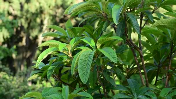Magnoliová větvička s listím houpajícím se ve větru — Stock video