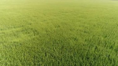 Bir tahıl tarlasında ilerliyoruz, Rusya