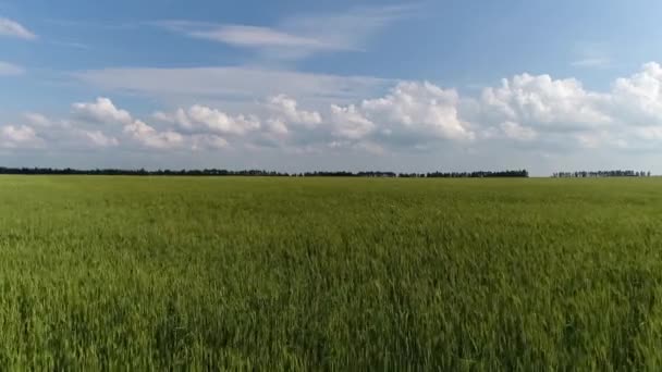 Avanzando sobre un campo de grano, Rusia — Vídeos de Stock