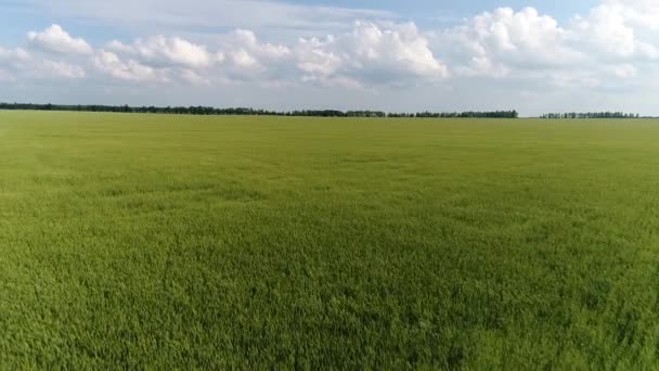 Avanzando sobre un campo de grano, Rusia — Vídeo de stock