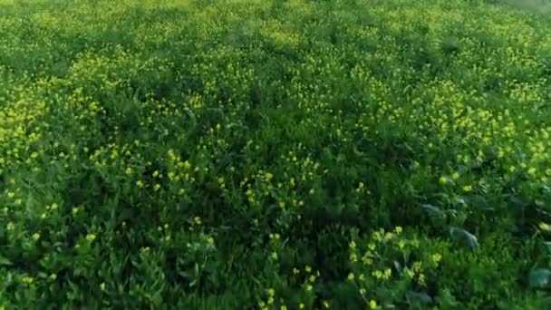 Um prado coberto de estupro florido. Vista de cima, Rússia — Vídeo de Stock