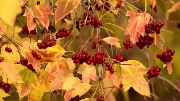 Rijp viburnum bessen in het najaar — Stockvideo