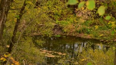Rusya 'da sonbahar ağaçlarıyla kaplı küçük bir nehir.