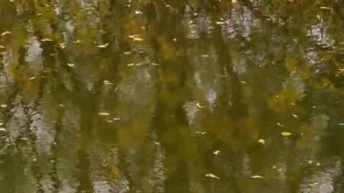 Düşen sonbahar yaprakları nehrin yüzeyinde yüzer.