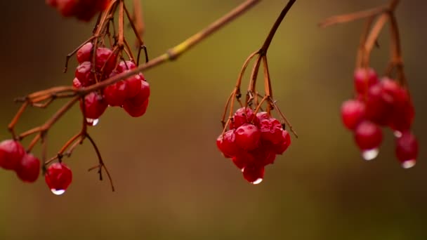 Érett viburnum bogyók esőcseppekkel ősszel — Stock videók