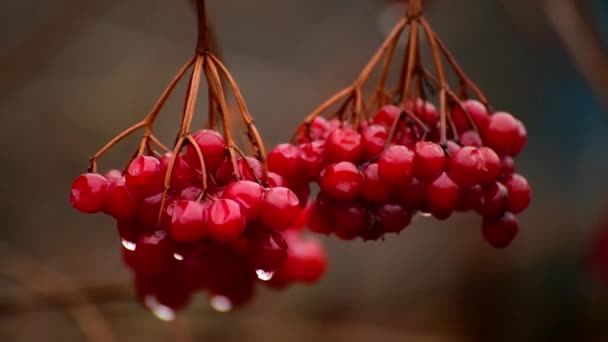 Bayas viburnum maduras con gotas de lluvia en otoño — Vídeos de Stock