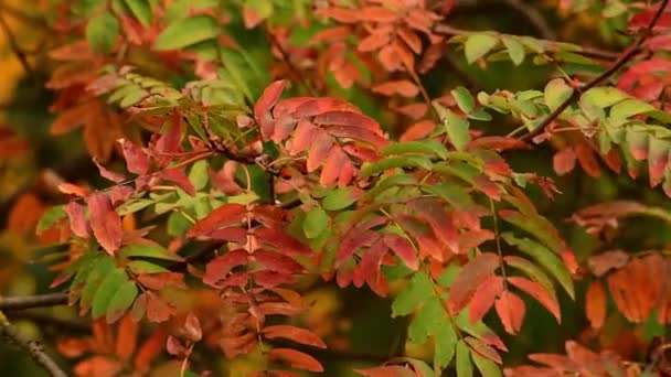 Baies mûres de rowan avec des feuilles à l'automne — Video
