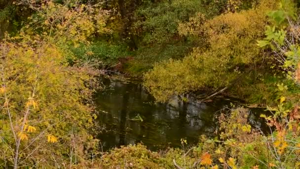 Kleiner Fluss mit Herbstbäumen bewachsen, Russland — Stockvideo