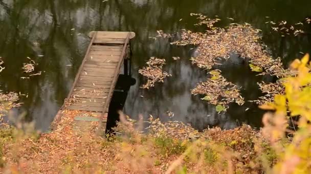 秋の葉の川の上の小さな橋、ロシア — ストック動画