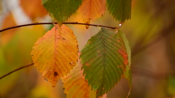 Herfst bladeren van iepboom close-up — Stockvideo
