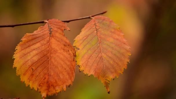 枫树的秋叶紧密相连 — 图库视频影像