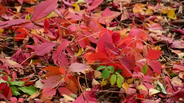 Schöne rote Herbsttrauben im Garten — Stockvideo