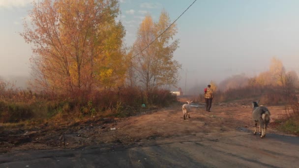 Solnechnogorsk, Russia 10.11.2019.俄罗斯腹地。有山羊的人 — 图库视频影像