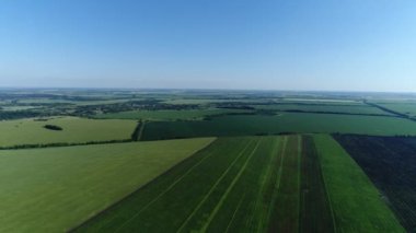 Rusya 'nın en güzel yeşil tarlaları.