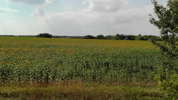 Сільськогосподарське вирощування соняшнику на полі. Росія — стокове відео