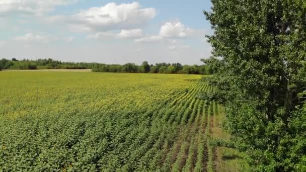 Сільськогосподарське вирощування соняшнику на полі. Росія — стокове відео