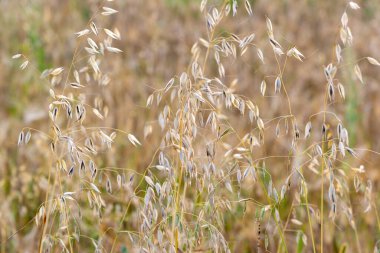 Tarlada olgun yulaf filizleri