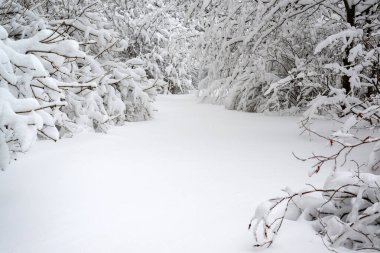 Şiddetli kar yağışı sonrası bir orman kenarı.