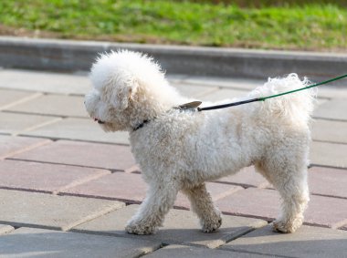 Yürürken tasmalı beyaz kaniş