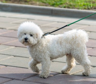 Yürürken tasmalı beyaz kaniş