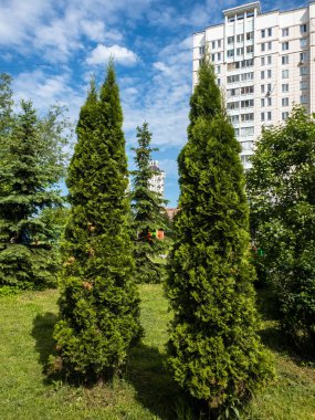 Thuja Moskova, Rusya 'da şehir manzarasında